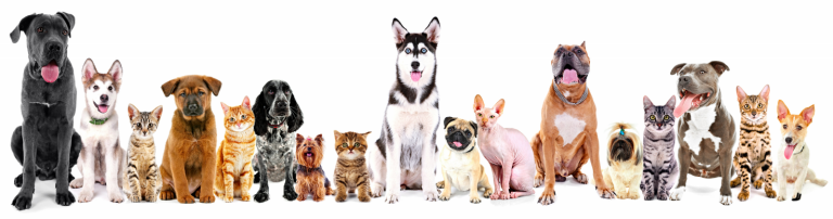 Chiens et chats – Ohana Vétérinaire